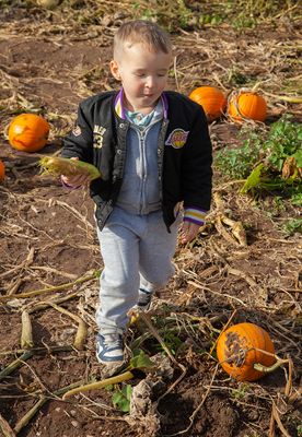 PumpkinPicking060.jpg