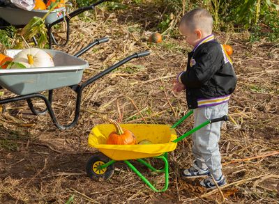 PumpkinPicking062.jpg