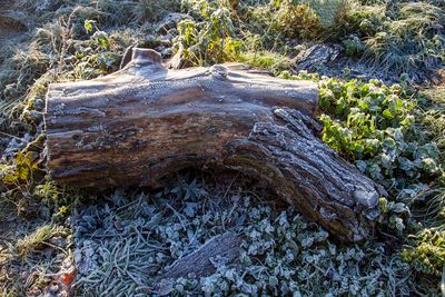 FrostyWalks01.jpg
