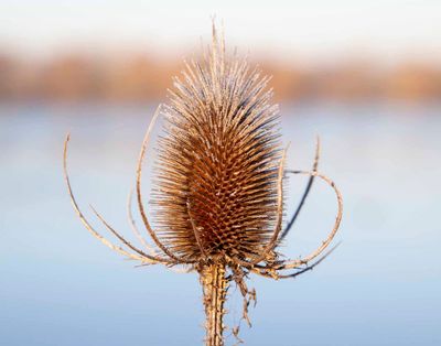 FrostyWalks03.jpg