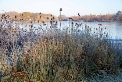 FrostyWalks04.jpg