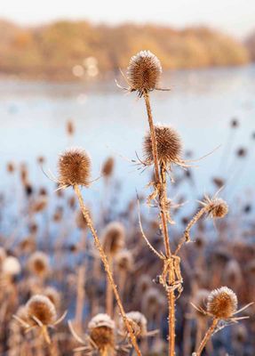 FrostyWalks05.jpg