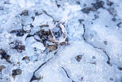 FrostyWalks06.jpg
