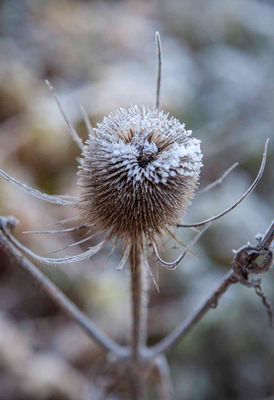 FrostyWalks07.jpg