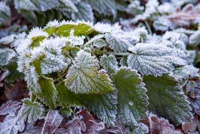 FrostyWalks09.jpg