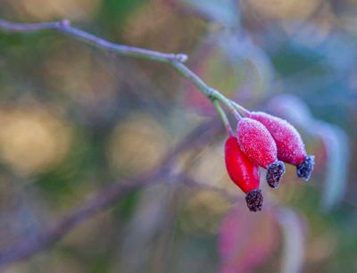 FrostyWalks15.jpg
