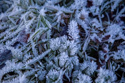 FrostyWalks16.jpg