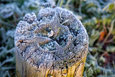 FrostyWalks21.jpg