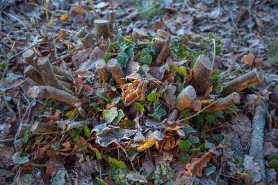 FrostyWalks30.jpg