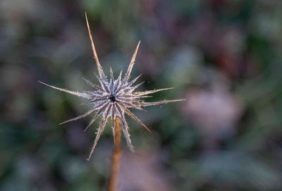FrostyWalks31.jpg