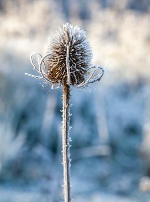 HardFrost08.jpg