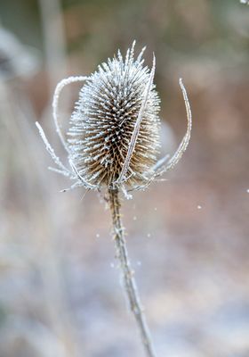 HardFrost13.jpg