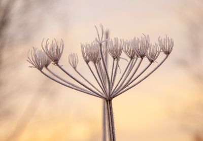 SunriseSunday20.jpg