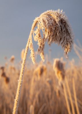 SunriseSunday39.jpg