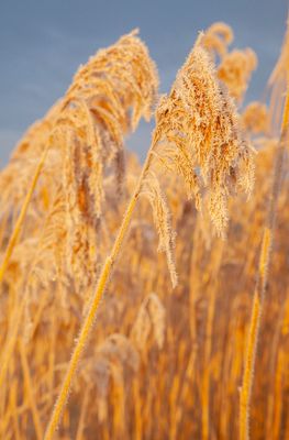 SunriseSunday42.jpg