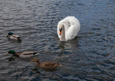 FeedingSwans01.jpg