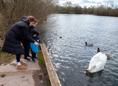 FeedingSwans02.jpg