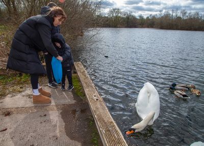 FeedingSwans03.jpg