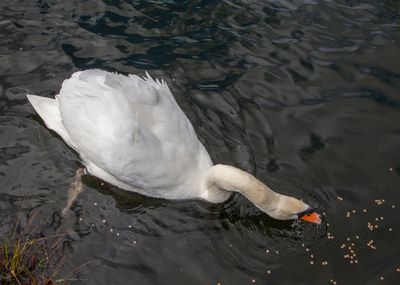 FeedingSwans04.jpg