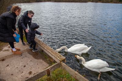 FeedingSwans05.jpg