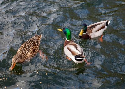 FeedingSwans08.jpg