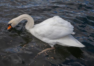 FeedingSwans09.jpg