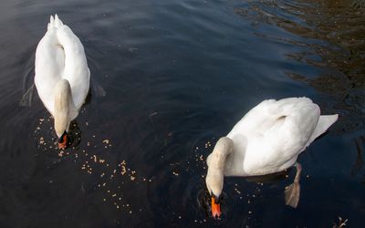 FeedingTime44.jpg