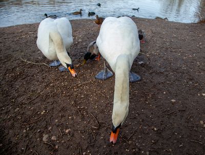 FeedingTime51.jpg