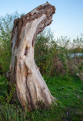 EveningWalk14.jpg