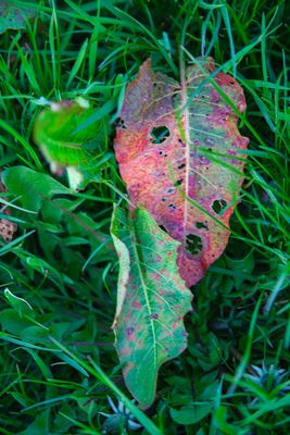 EveningWalk16.jpg