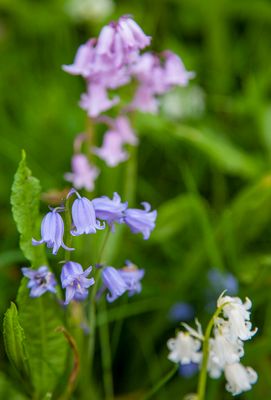 SundayEveningWalk08.jpg