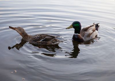 SundayEveningWalk12.jpg