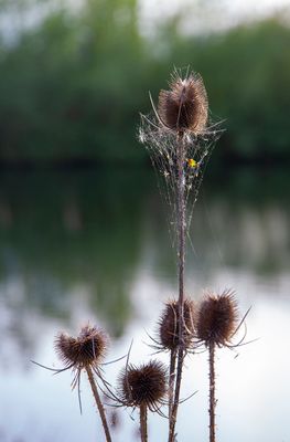 SundayEveningWalk14.jpg