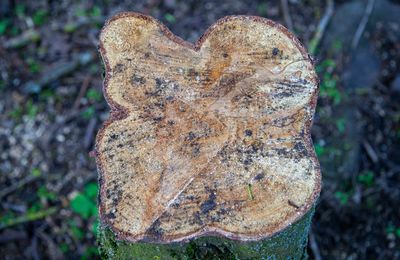 SundayEveningWalk16.jpg