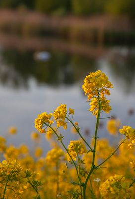SundayEveningWalk37.jpg