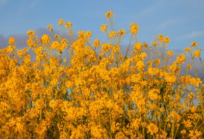 SundayEveningWalk50.jpg