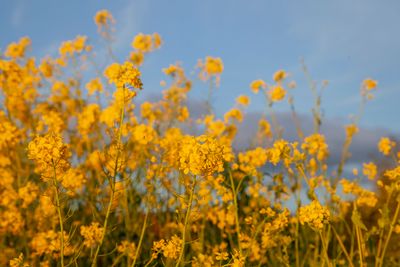 SundayEveningWalk51.jpg
