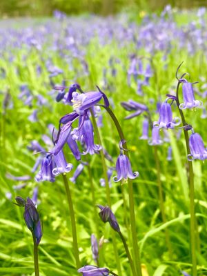 IMG_9145.jpeg