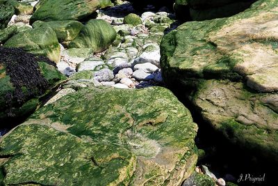 Cap gris nez