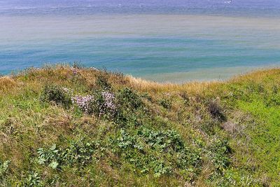 Cap gris nez