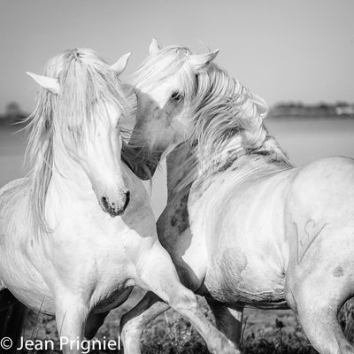 Chevaux en liberté