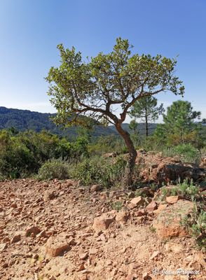 Esterel