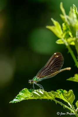 Nature