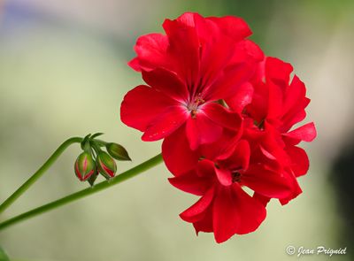 Focus stacking