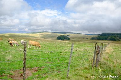 Aubrac