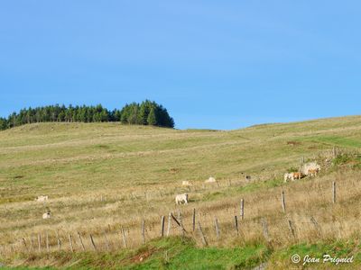 Aubrac