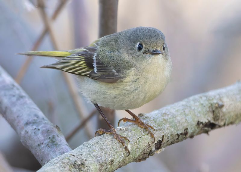 Ruby-crowned Kinglet