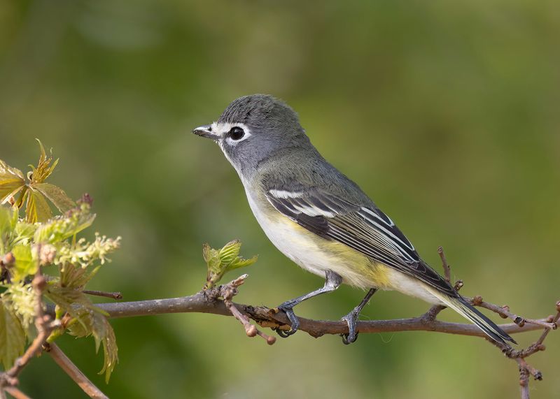 Blue-headed Vireo.