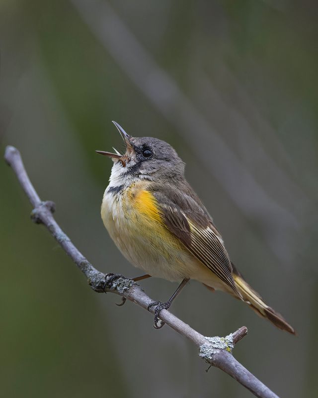 American Redstart