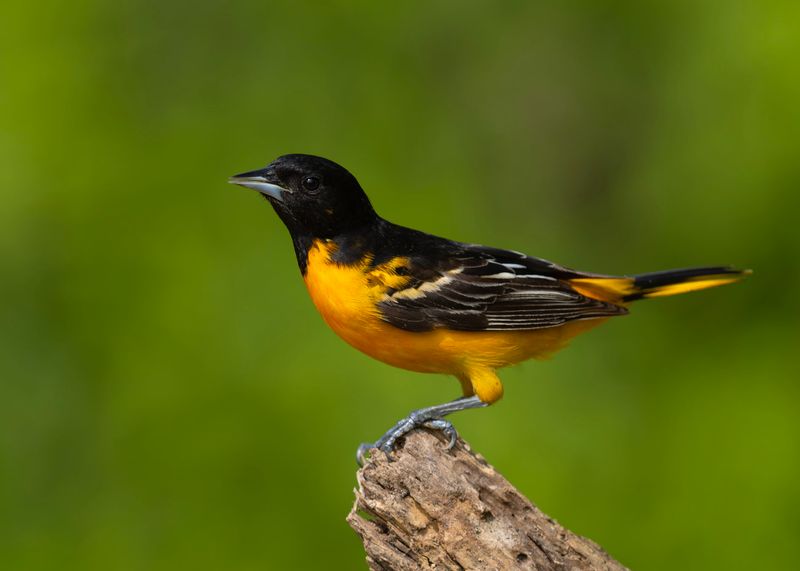 Baltimore Oriole